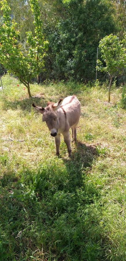 Agriturismo Funtan'Arva Loculi المظهر الخارجي الصورة